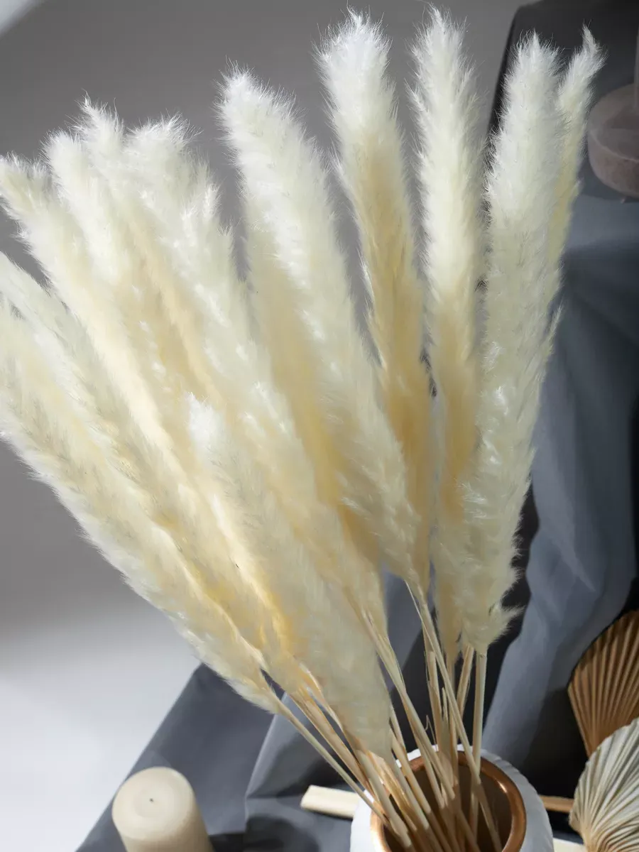 Пампасная трава Кортадерия сухоцвет натуральный — изображение 3